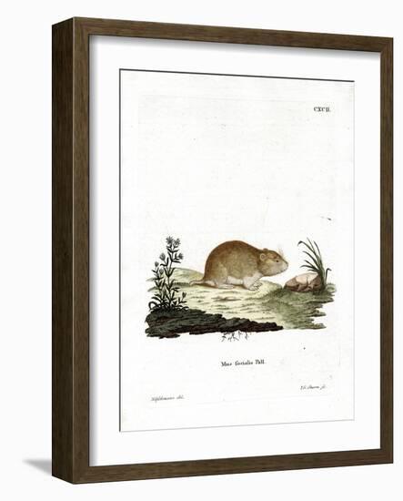 Social Vole-null-Framed Giclee Print