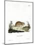 Social Vole-null-Mounted Giclee Print