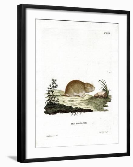 Social Vole-null-Framed Giclee Print