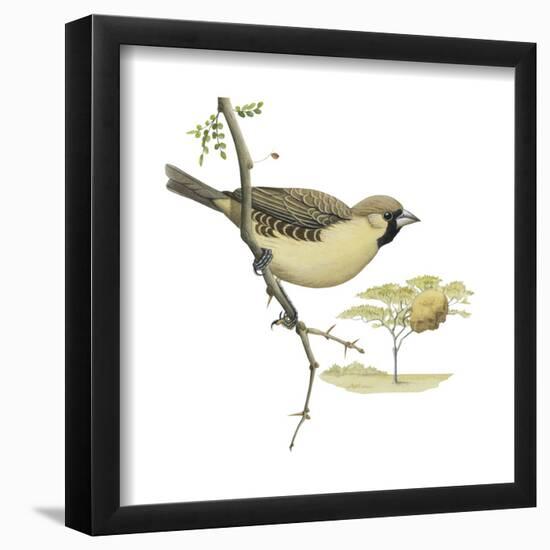 Social Weaver (Philetairus Socius), Birds-Encyclopaedia Britannica-Framed Poster