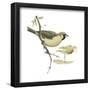 Social Weaver (Philetairus Socius), Birds-Encyclopaedia Britannica-Framed Poster