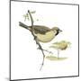 Social Weaver (Philetairus Socius), Birds-Encyclopaedia Britannica-Mounted Poster