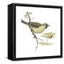 Social Weaver (Philetairus Socius), Birds-Encyclopaedia Britannica-Framed Stretched Canvas