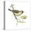 Social Weaver (Philetairus Socius), Birds-Encyclopaedia Britannica-Stretched Canvas