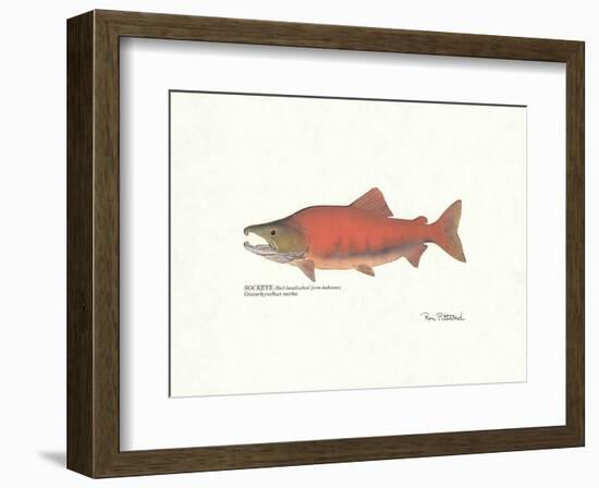 Sockeye Fish-Ron Pittard-Framed Art Print