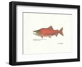 Sockeye Fish-Ron Pittard-Framed Art Print