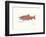 Sockeye Fish-Ron Pittard-Framed Art Print