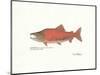 Sockeye Fish-Ron Pittard-Mounted Art Print