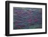 Sockeye salmon, Katmai National Park, Alaska, USA-Art Wolfe-Framed Photographic Print