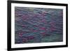 Sockeye salmon, Katmai National Park, Alaska, USA-Art Wolfe-Framed Photographic Print