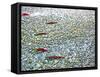 Sockeye Salmon Returning to Spawn in the Chilliwack River, North Cascades National Park, Washington-Maureen Eversgerd-Framed Stretched Canvas