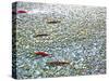 Sockeye Salmon Returning to Spawn in the Chilliwack River, North Cascades National Park, Washington-Maureen Eversgerd-Stretched Canvas