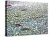 Sockeye Salmon Returning to Spawn in the Chilliwack River, North Cascades National Park, Washington-Maureen Eversgerd-Stretched Canvas