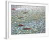 Sockeye Salmon Returning to Spawn in the Chilliwack River, North Cascades National Park, Washington-Maureen Eversgerd-Framed Photographic Print