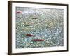 Sockeye Salmon Returning to Spawn in the Chilliwack River, North Cascades National Park, Washington-Maureen Eversgerd-Framed Photographic Print