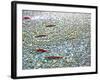 Sockeye Salmon Returning to Spawn in the Chilliwack River, North Cascades National Park, Washington-Maureen Eversgerd-Framed Photographic Print