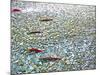 Sockeye Salmon Returning to Spawn in the Chilliwack River, North Cascades National Park, Washington-Maureen Eversgerd-Mounted Photographic Print