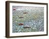 Sockeye Salmon Returning to Spawn in the Chilliwack River, North Cascades National Park, Washington-Maureen Eversgerd-Framed Photographic Print