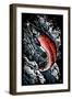 Sockeye Salmon - Scratchboard-Lantern Press-Framed Art Print