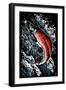 Sockeye Salmon - Scratchboard-Lantern Press-Framed Art Print