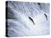 Sockeye Salmon Spawning, Katmai National Park, AK-Stuart Westmorland-Stretched Canvas
