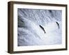 Sockeye Salmon Spawning, Katmai National Park, AK-Stuart Westmorland-Framed Premium Photographic Print