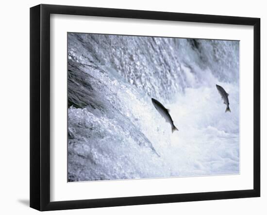 Sockeye Salmon Spawning, Katmai National Park, AK-Stuart Westmorland-Framed Premium Photographic Print