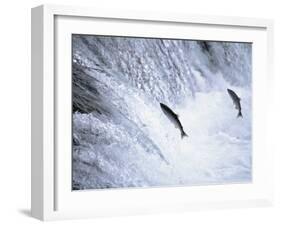 Sockeye Salmon Spawning, Katmai National Park, AK-Stuart Westmorland-Framed Premium Photographic Print