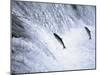 Sockeye Salmon Spawning, Katmai National Park, AK-Stuart Westmorland-Mounted Premium Photographic Print