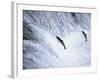 Sockeye Salmon Spawning, Katmai National Park, AK-Stuart Westmorland-Framed Photographic Print