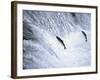 Sockeye Salmon Spawning, Katmai National Park, AK-Stuart Westmorland-Framed Photographic Print