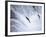 Sockeye Salmon Spawning, Katmai National Park, AK-Stuart Westmorland-Framed Photographic Print