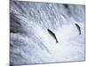 Sockeye Salmon Spawning, Katmai National Park, AK-Stuart Westmorland-Mounted Photographic Print