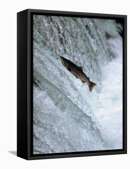 Sockeye Salmon Spawning, Katmai National Park, AK-Stuart Westmorland-Framed Stretched Canvas