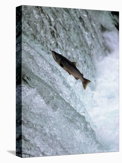 Sockeye Salmon Spawning, Katmai National Park, AK-Stuart Westmorland-Stretched Canvas