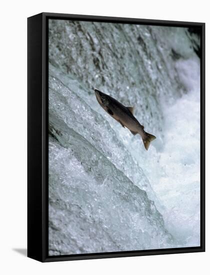 Sockeye Salmon Spawning, Katmai National Park, AK-Stuart Westmorland-Framed Stretched Canvas