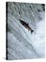 Sockeye Salmon Spawning, Katmai National Park, AK-Stuart Westmorland-Stretched Canvas