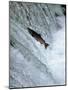 Sockeye Salmon Spawning, Katmai National Park, AK-Stuart Westmorland-Mounted Photographic Print
