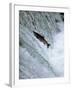 Sockeye Salmon Spawning, Katmai National Park, AK-Stuart Westmorland-Framed Photographic Print