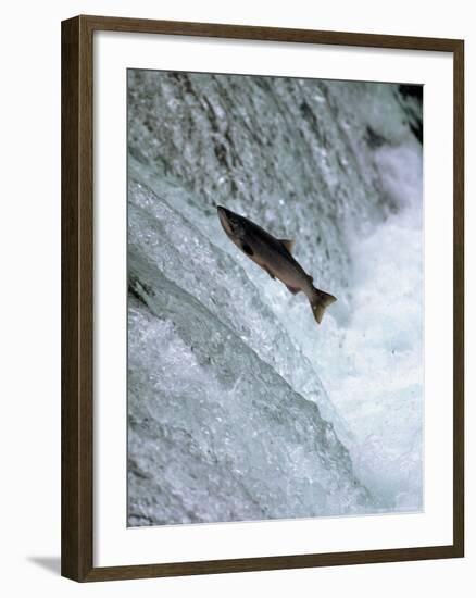 Sockeye Salmon Spawning, Katmai National Park, AK-Stuart Westmorland-Framed Photographic Print