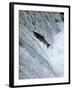 Sockeye Salmon Spawning, Katmai National Park, AK-Stuart Westmorland-Framed Photographic Print