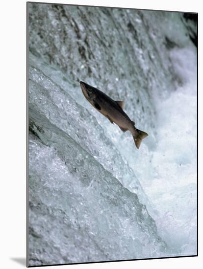 Sockeye Salmon Spawning, Katmai National Park, AK-Stuart Westmorland-Mounted Photographic Print