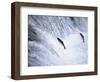 Sockeye Salmon Spawning, Katmai National Park, AK-Stuart Westmorland-Framed Photographic Print