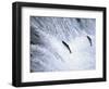 Sockeye Salmon Spawning, Katmai National Park, AK-Stuart Westmorland-Framed Photographic Print