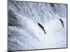 Sockeye Salmon Spawning, Katmai National Park, AK-Stuart Westmorland-Mounted Photographic Print