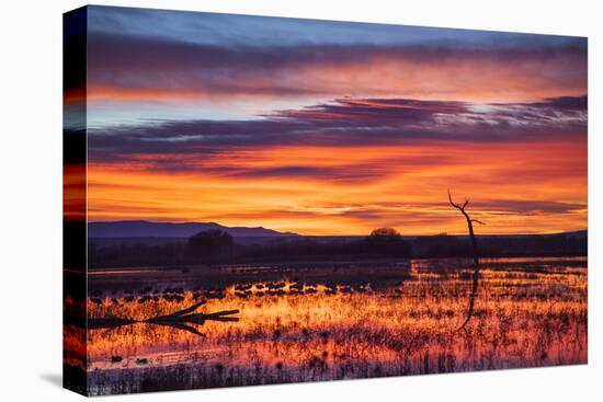Socorro County, New Mexico. Sunrise on Waterfowl Roosting Marsh-Larry Ditto-Stretched Canvas