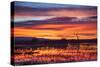 Socorro County, New Mexico. Sunrise on Waterfowl Roosting Marsh-Larry Ditto-Stretched Canvas