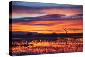 Socorro County, New Mexico. Sunrise on Waterfowl Roosting Marsh-Larry Ditto-Stretched Canvas