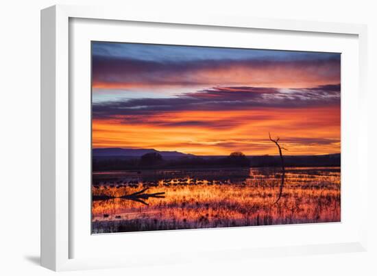 Socorro County, New Mexico. Sunrise on Waterfowl Roosting Marsh-Larry Ditto-Framed Photographic Print