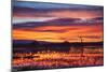 Socorro County, New Mexico. Sunrise on Waterfowl Roosting Marsh-Larry Ditto-Mounted Photographic Print